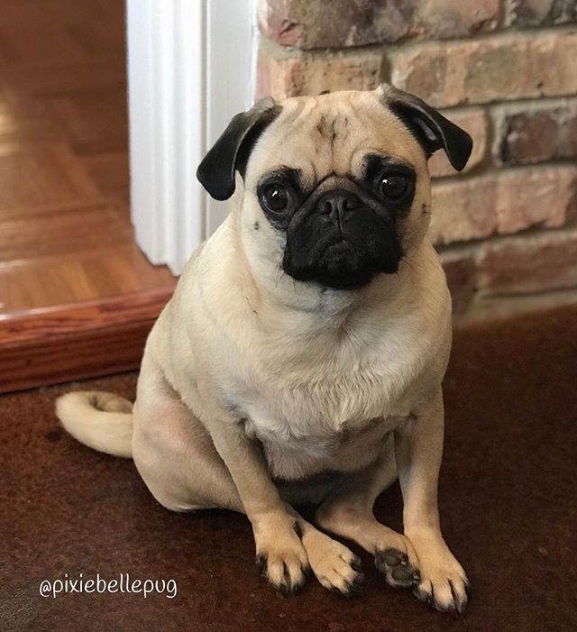 I just don’t want to look back and think “I could’ve eaten that”... 😐😋😁
.
.
.
#charlierose🌹 #pixiebellepug #puglife #pugface #pugstagram #instapug #instapugs #pugsofinstagram #dogsofinstagram #pugoftheday #pugsnotdrugs #pugfan #puglifemag #darklordpu… ift.tt/2vnjbg5