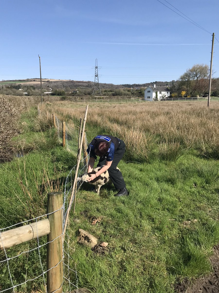 Ivybridge and Rural Police tweet media