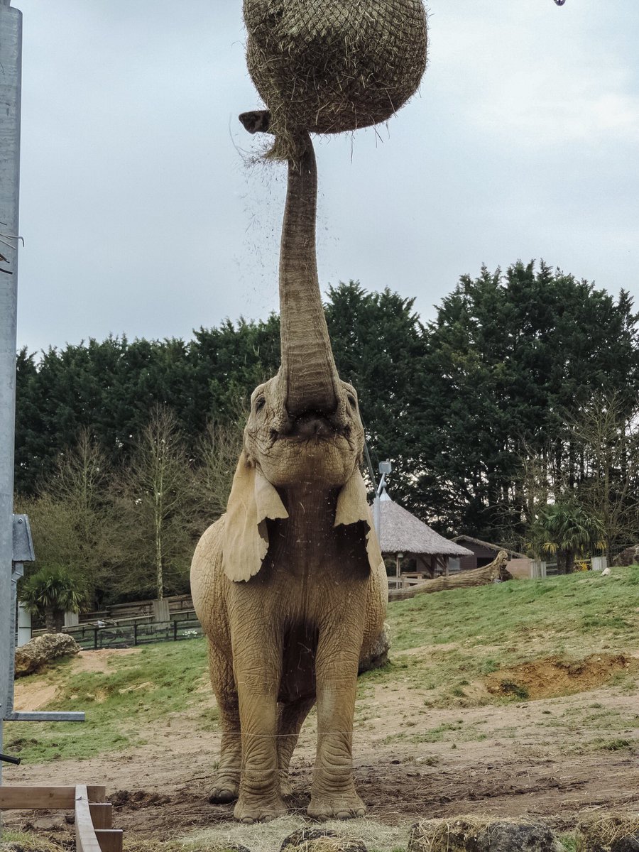 BaptistePhotos's tweet photo. D’Asie ou d’Afrique, les éléphants de @zoobeauval sont tous aussi majestueux 
#zoobeauval #zoo #elephants #savane #animaux https://t.co/6G7JST8mb4
