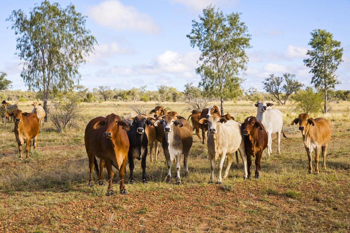 Australian Beef Sustainability Framework (@beefframework) on Twitter photo Members of our Sustainability Steering Group & other industry leaders will be speaking at the <a href="/BeefAustralia/">Beef Australia</a> seminar: ‘Sustainability for the Australian Beef industry… why?’ We’d love to see you there. Check the program here bit.ly/2GUlr3V ^PB Members of our Sustainability Steering Group & other industry leaders will be speaking at the <a href="/BeefAustralia/">Beef Australia</a> seminar: ‘Sustainability for the Australian Beef industry… why?’ We’d love to see you there. Check the program here bit.ly/2GUlr3V ^PB