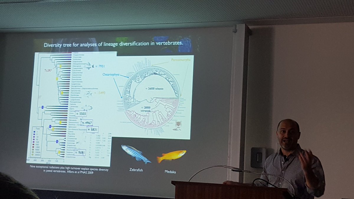WittbrodtLab's tweet photo. Following the 4th medaka PI meeting, the 3rd regional fish meeting kicks off with a keynote by @JuanRMartinezMo (CSIC/UPO, Sevilla) 'Evolutionary emergence of the rac3b/rfng/sgca regulatory cluster refined mechanisms for hindbrain boundaries formation in #zebrafish' #HDfish2018 https://t.co/BNU6dGhrgy