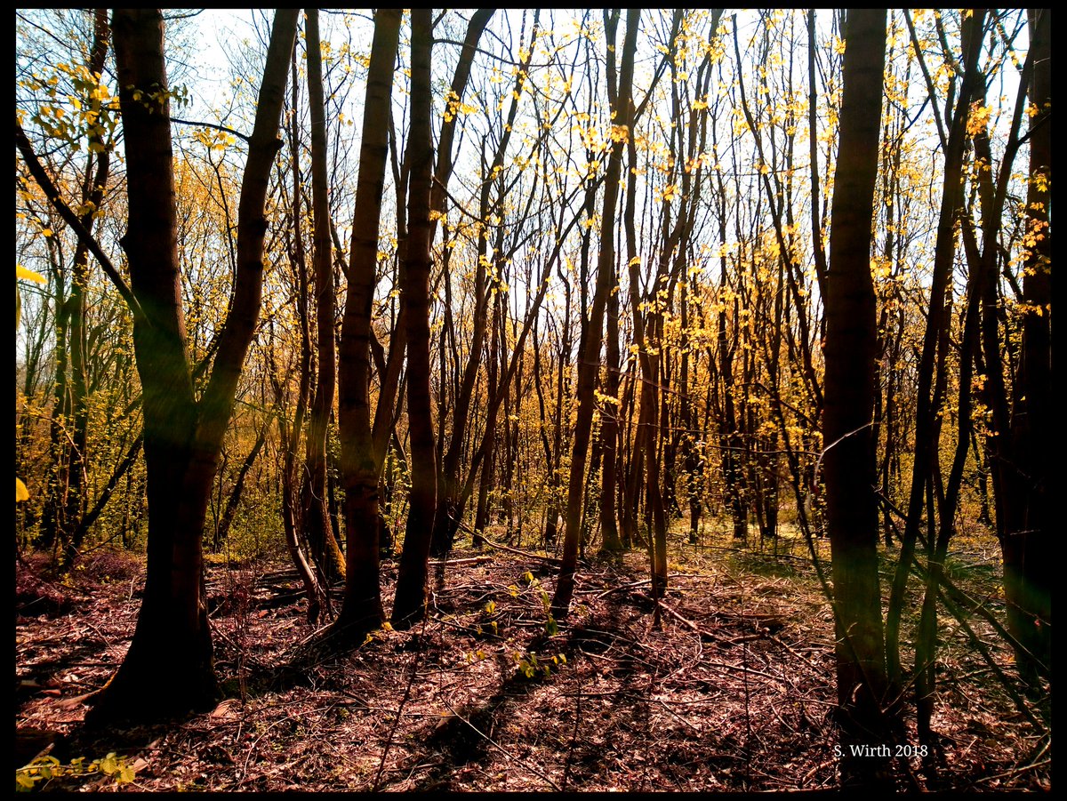 wirthstef's tweet photo. #Treetrunks and #shiny #new #leaves. #Berlin #April 2018. Copyrights #StefanFWirth
#photography #landscape #forest #tree #trees #silhouettes #woods #wide-angle #branches #artistic #forestground #light #shining #sunlight
#spring #Yellow #green #outdoor #shadows #Grunewald https://t.co/EeajlEbVKP