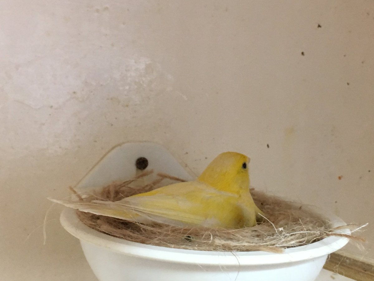 TheCanaryRoom's tweet photo. A Razza hen, on 6 eggs, 2 Fife’s. Nice pair this so will take some young from them as well as using them to feed other species https://t.co/ToxEr5BRuZ