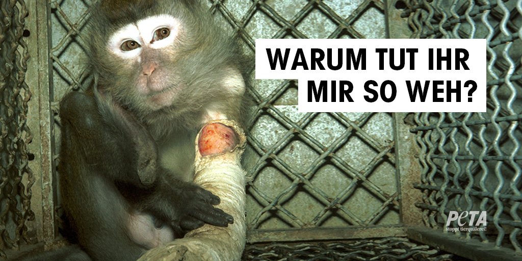 PETADeutschland's tweet image. RT, wenn du grausame Experimente an Tieren stoppen willst! #NotOursToExperimentOn #AgainstAnimalTesting