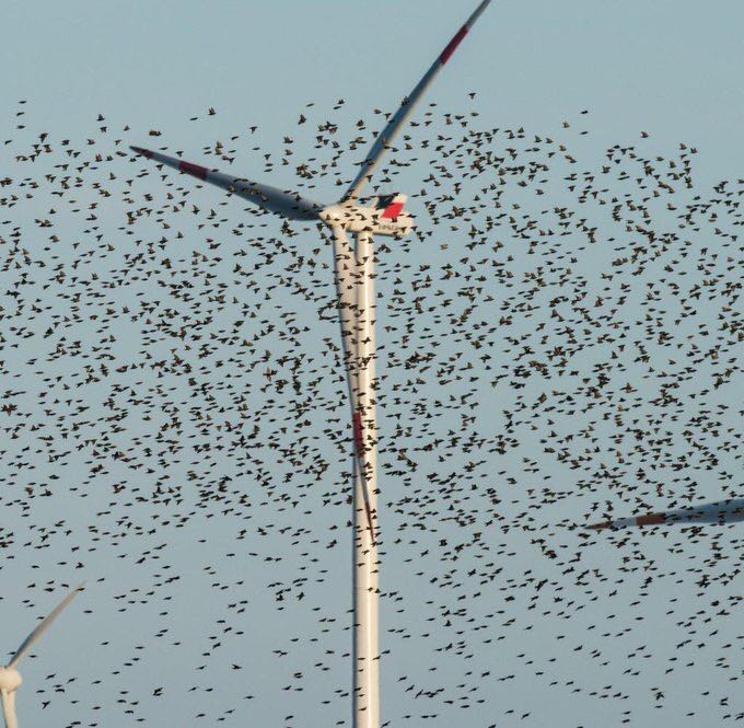 #Windmolens Eemshaven soms stilzetten om #vogelsterfte met 75% te verlagen.... staat hier. 

Hoe hoog is die sterfte dan wel niet!? 

En op zee waar straks 100 (!) windmolenparken staan <a href="/Sovon/">Sovon Vogelonderzoek Nederland</a>
@wnfnederland @Natuurmonument 
@trouwgroen <a href="/VroegeVogels/">Vroege Vogels</a> 

groeneruimte.nl/nieuws/artikel…