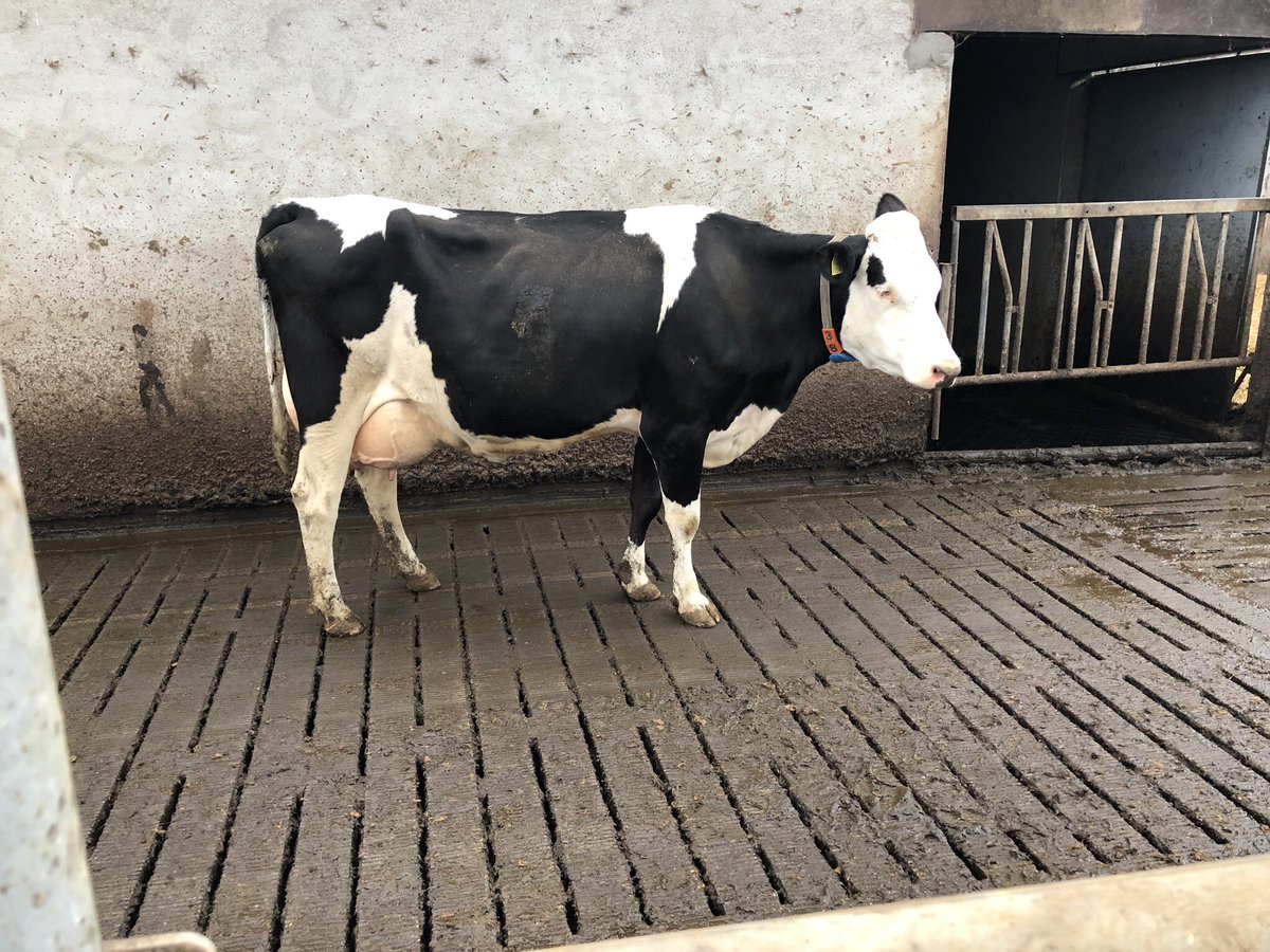 bovi_gen's tweet photo. Procross trip to France (7th-10th may) visiting pure Montbeliarde herds, a Procross herd and a one day show. Contact me for further information. https://t.co/hG7of89aEn