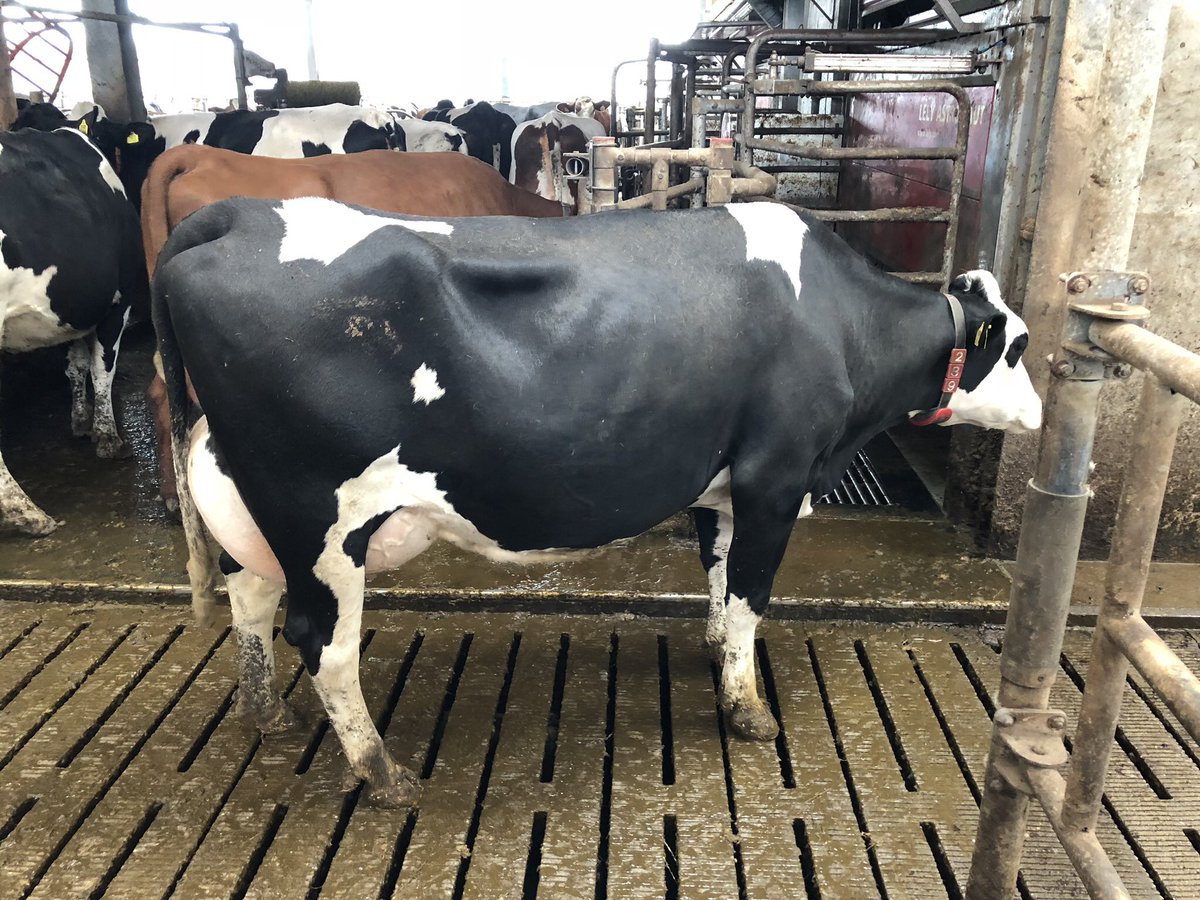 bovi_gen's tweet photo. Procross trip to France (7th-10th may) visiting pure Montbeliarde herds, a Procross herd and a one day show. Contact me for further information. https://t.co/hG7of89aEn