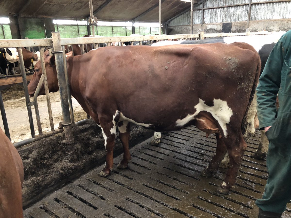 bovi_gen's tweet photo. Procross trip to France (7th-10th may) visiting pure Montbeliarde herds, a Procross herd and a one day show. Contact me for further information. https://t.co/hG7of89aEn