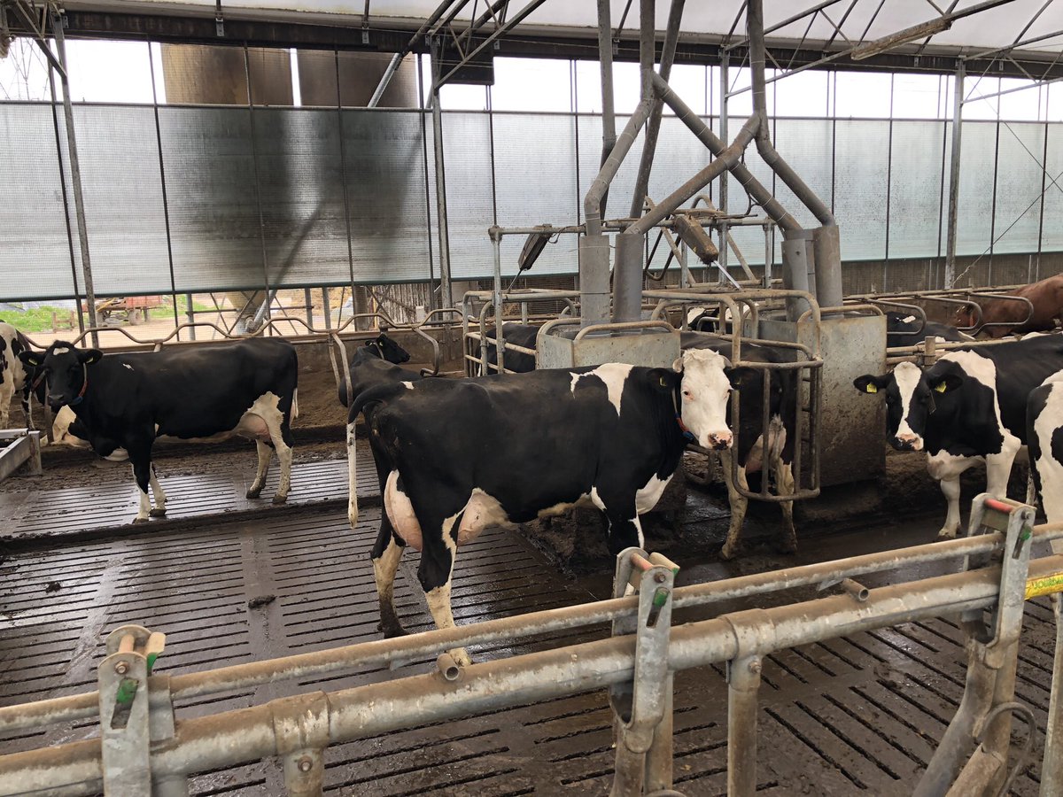 bovi_gen's tweet photo. Procross trip to France (7th-10th may) visiting pure Montbeliarde herds, a Procross herd and a one day show. Contact me for further information. https://t.co/hG7of89aEn