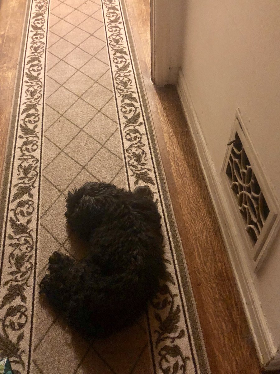 GinaGrad's tweet photo. Still rockin’ three out of 5 senses. My baby can still track down a warm vent with the best of’em. 😇💕 #GeriatricPets https://t.co/OR3Tv1QjOl