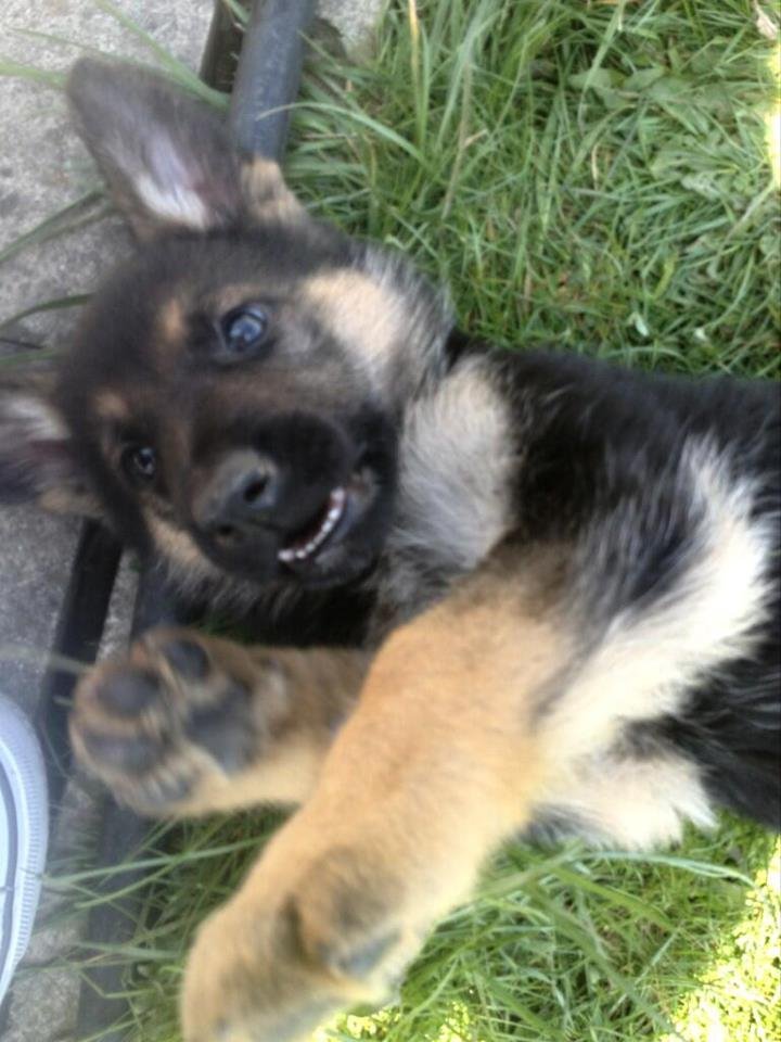 WYP_LeedsNW's tweet image. Did you know that to assist our visually impaired followers, most of our photos come with an image description - just like this one of a young @WYPDogs  #increasingaccessibility #imagedescriptions #didyouknow #2900thTweet