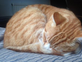 BobbyLlobster's tweet photo. Stop taking photos when I'm sleeping โ stalkers!! #daytimenaps #BobbyLlobster #CatsRule #OrangeIsTheNewBlack https://t.co/TZ3E1c1zGr