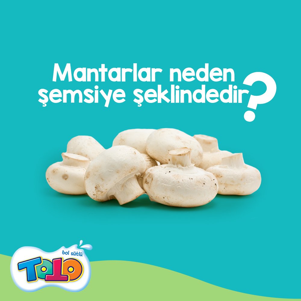 TotoTurkiye's tweet photo. Toto sana bir bilmece soruyor. Eğer cevabı biliyorsan yoruma yazabilirsin! 😊 https://t.co/FX5M3qWCwD