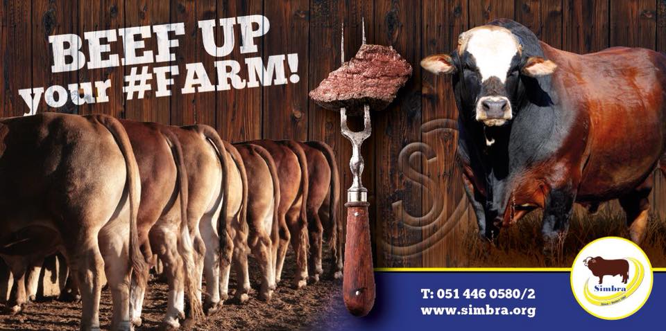 SimbraZA's tweet photo. T-minus 27 days, friends! Will we see you there? Visit us in the Cattle Complex at Nampo 2018! #Simbra #BeefUpYourFarm #CompleteAllrounder #Nampo2018 @Nampo_Oesdag https://t.co/TUiUbj1DZY