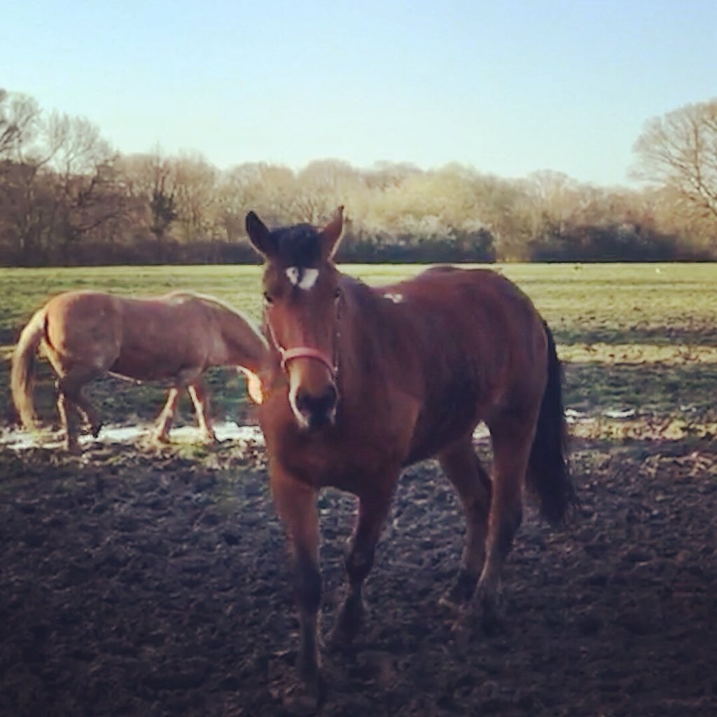 JoannaHolland80's tweet photo. Let Summer out without a rug this morning ๐ #willregretlater #ponyhour https://t.co/nYKDaHmhQ1