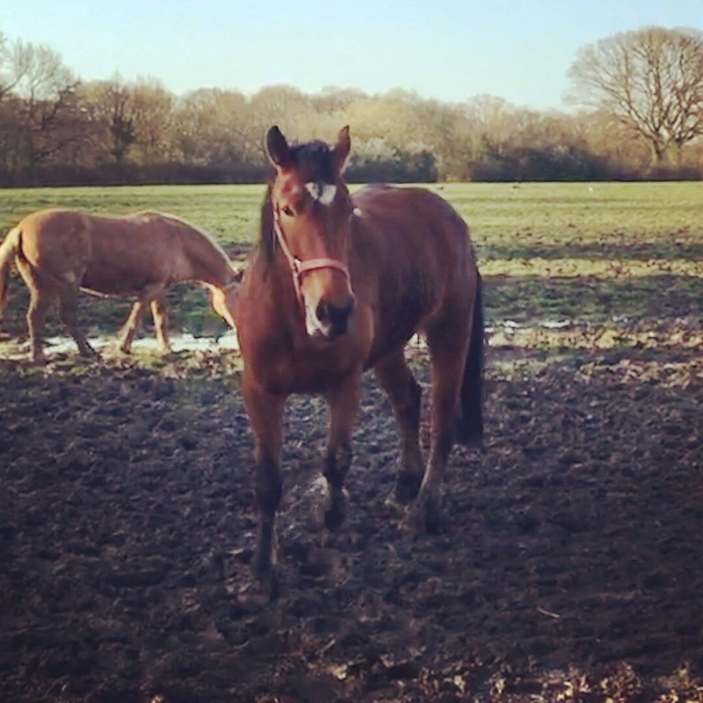 JoannaHolland80's tweet photo. Let Summer out without a rug this morning ๐ #willregretlater #ponyhour https://t.co/nYKDaHmhQ1