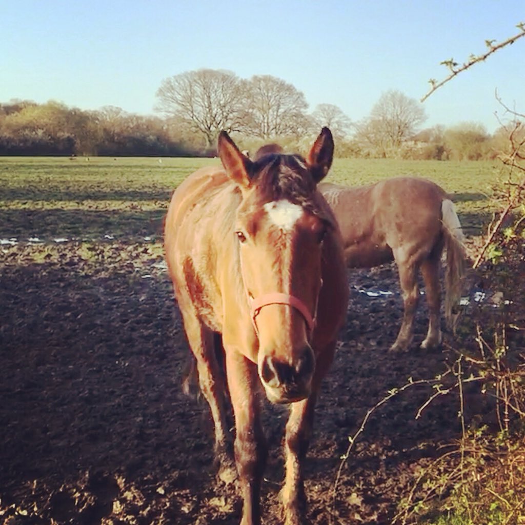 JoannaHolland80's tweet photo. Let Summer out without a rug this morning ๐ #willregretlater #ponyhour https://t.co/nYKDaHmhQ1