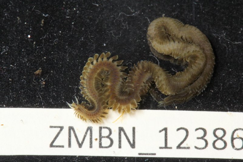 KenirtaK's tweet photo. Pretty Phyllodocidae from the field station last week for #WormWednesday #polychaeta #Espegrend https://t.co/f1HMynxs4F