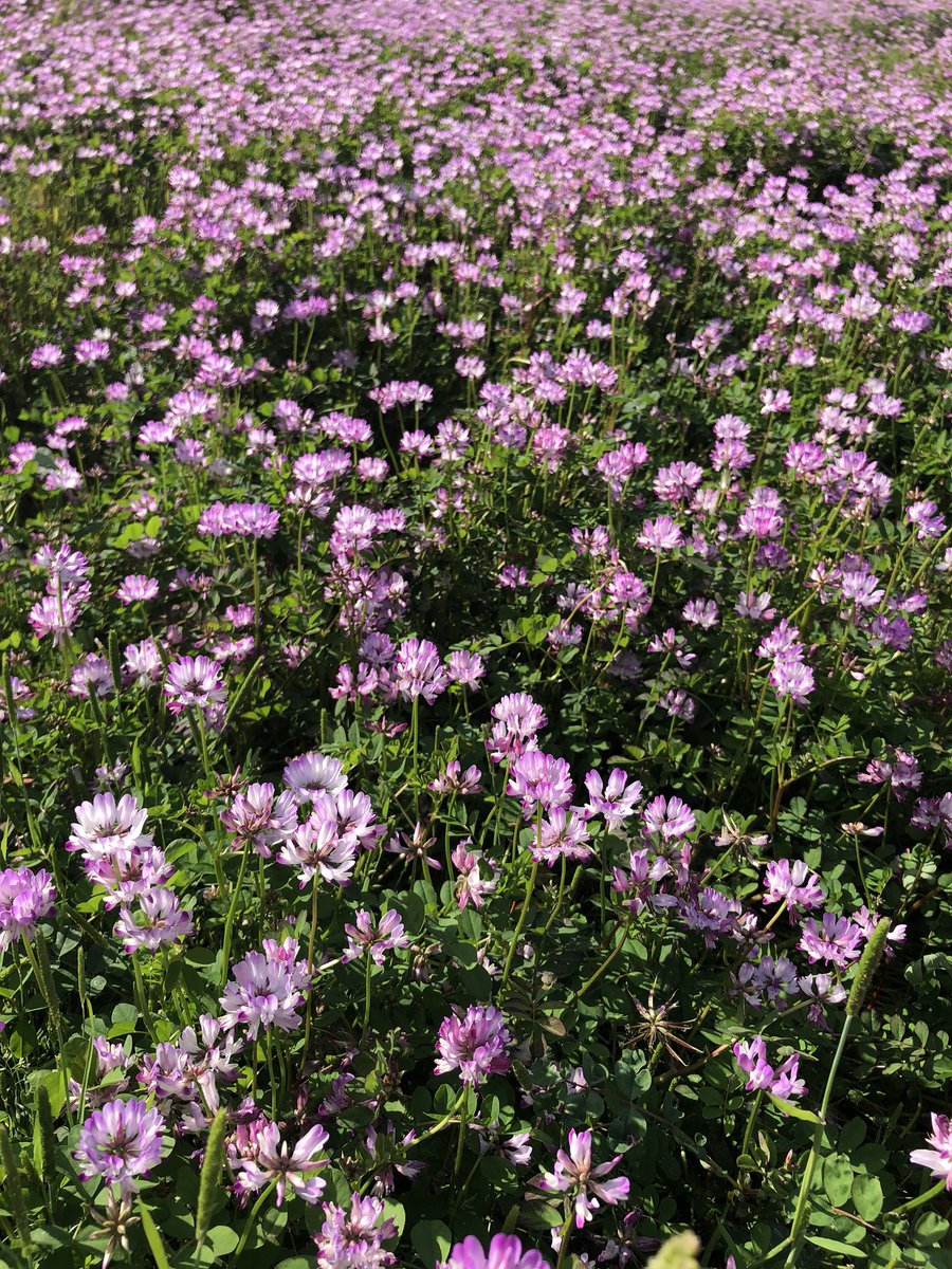 ばったり出会った蓮花畑がきれいで…