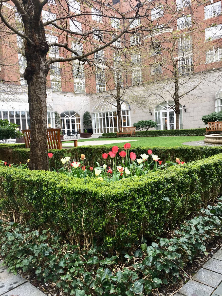 Lovely to see the Tulips starting to bloom <a href="/InterConDublin/">InterContinental Dublin</a> ☀️