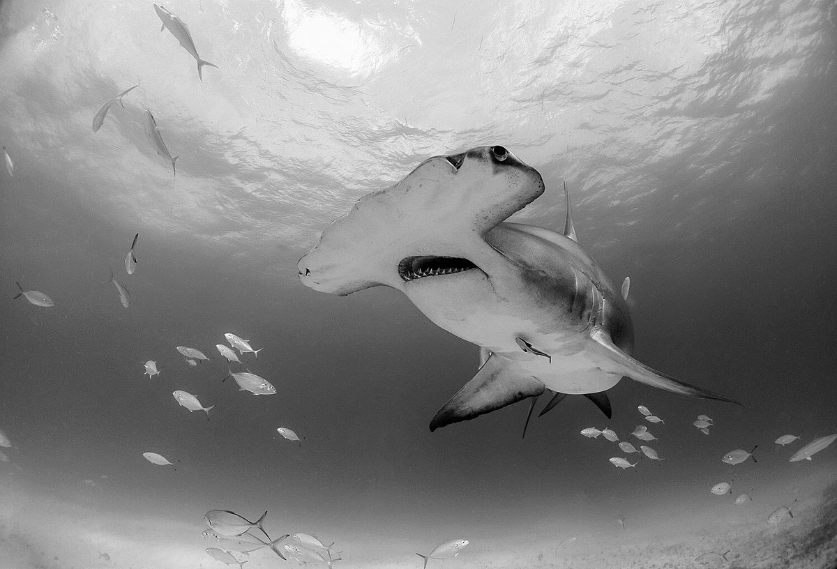 Oceano_mag's tweet photo. What’s the true value of a shark? Allow shark conservationist and @PADI ambassador @BiminiSharkGirl to tell you... 🙌🦈 https://t.co/pJwaLuEmsp #conservation #exploration #adventure @projectaware @WILDCOAST @bluespherefdn https://t.co/W1cZldvDYD