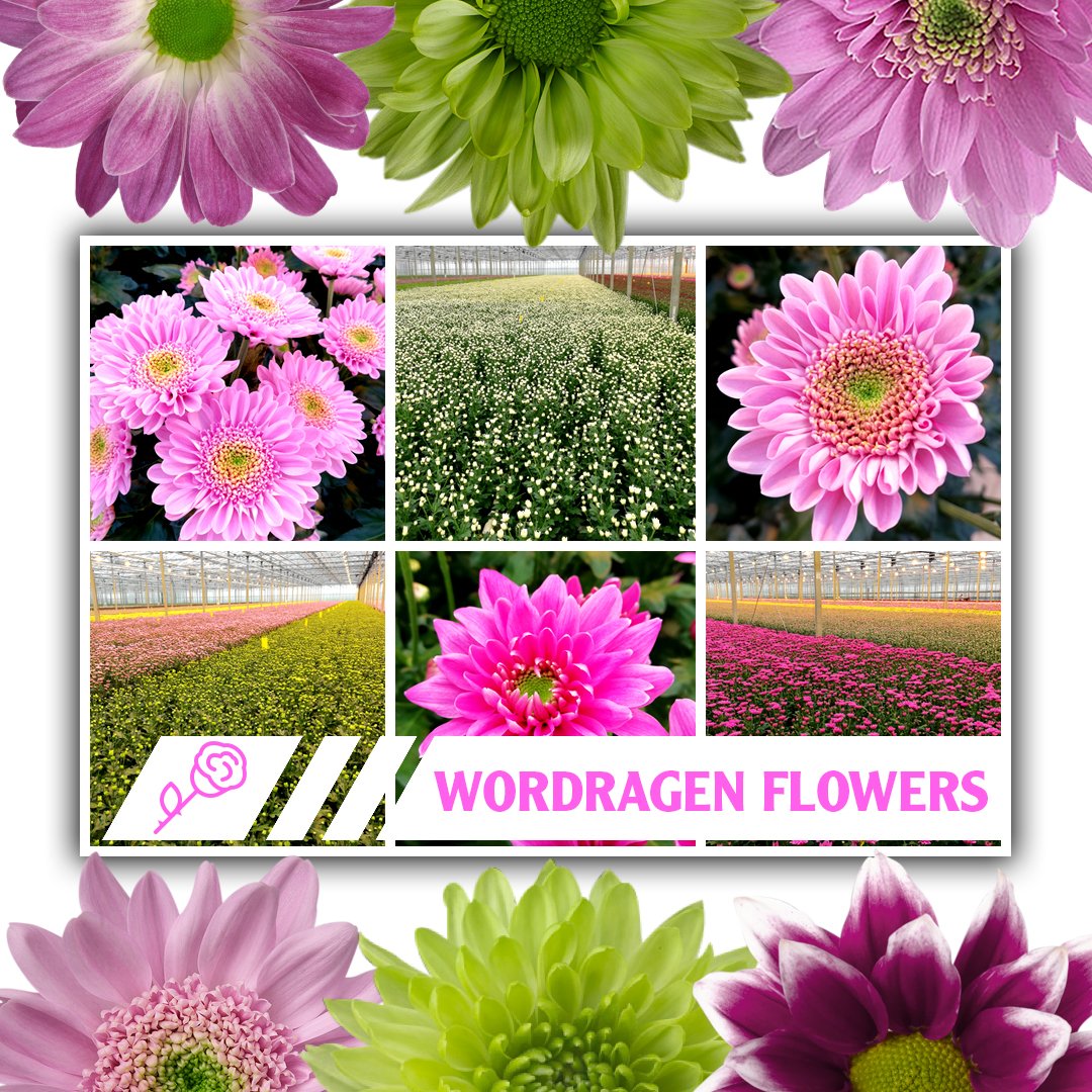 VanVLIETgroup's tweet photo. Greenlizard, Toshka, Optimist, Haydar, Advocado and Fianna - these gorgeous Chrysants are grown by Van Wordragen Flowers. They grow 250.000 stems every week and of course we have them in our Webshop! What's your favourite? https://t.co/GOi48fnMbD