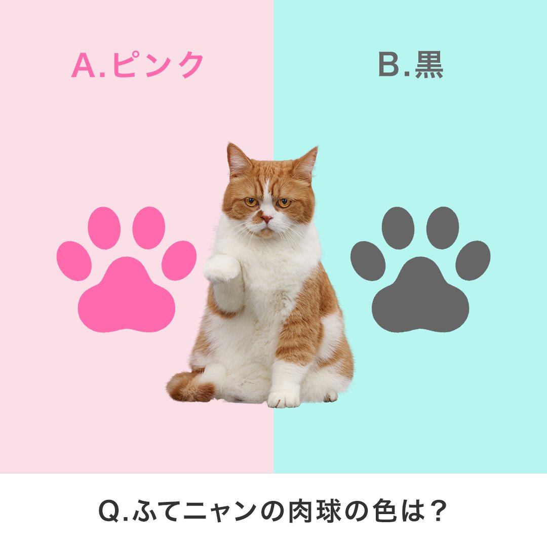 Y Mobile ワイモバイル 公式 Twitterren 答えは A ピンク 猫の肉球 の色は 毛の色から類推できると言われていて 白や薄い色の場合はピンクの肉球 黒をはじめ濃い色の場合は黒い肉球であることが多いそうです