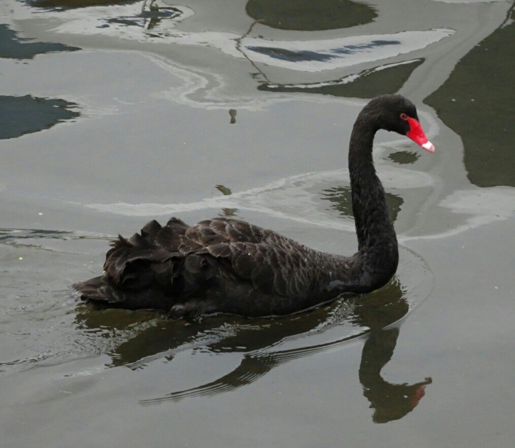 トリック スター 鳥撮 水戸市にある千波湖は 水鳥の楽園でした 何には 非常に珍しいブラックスワンの黒鳥が野生で泳いでいるのは貴重でした 水鳥 水戸市 千波湖 T Co Qsikgtrkyl Twitter