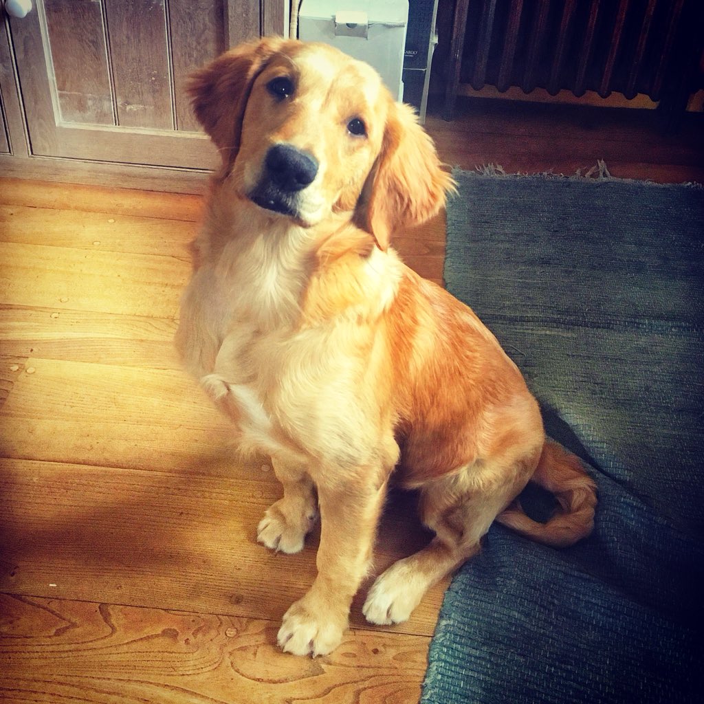 ColletonEstate's tweet photo. Poppy is getting the hang of posing and looking innocent...this could be dangerous! ππβ₯οΈ#goldenretrieverpuppy .
.
.
.
.
#north_devon #puppylove #weeklyfluff #ilovemydog #southdevon #dogoftheday #visitdevon #colletonestate #southdevon https://t.co/WiyuB1lvMK