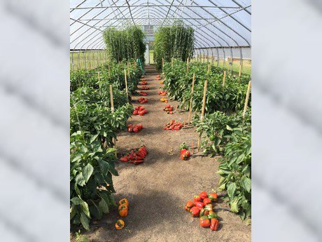 US (NY): Save time, add profit for pepper and tomato growers hortidaily.com/article/42599/… https://t.co/aQJFXgwWpM