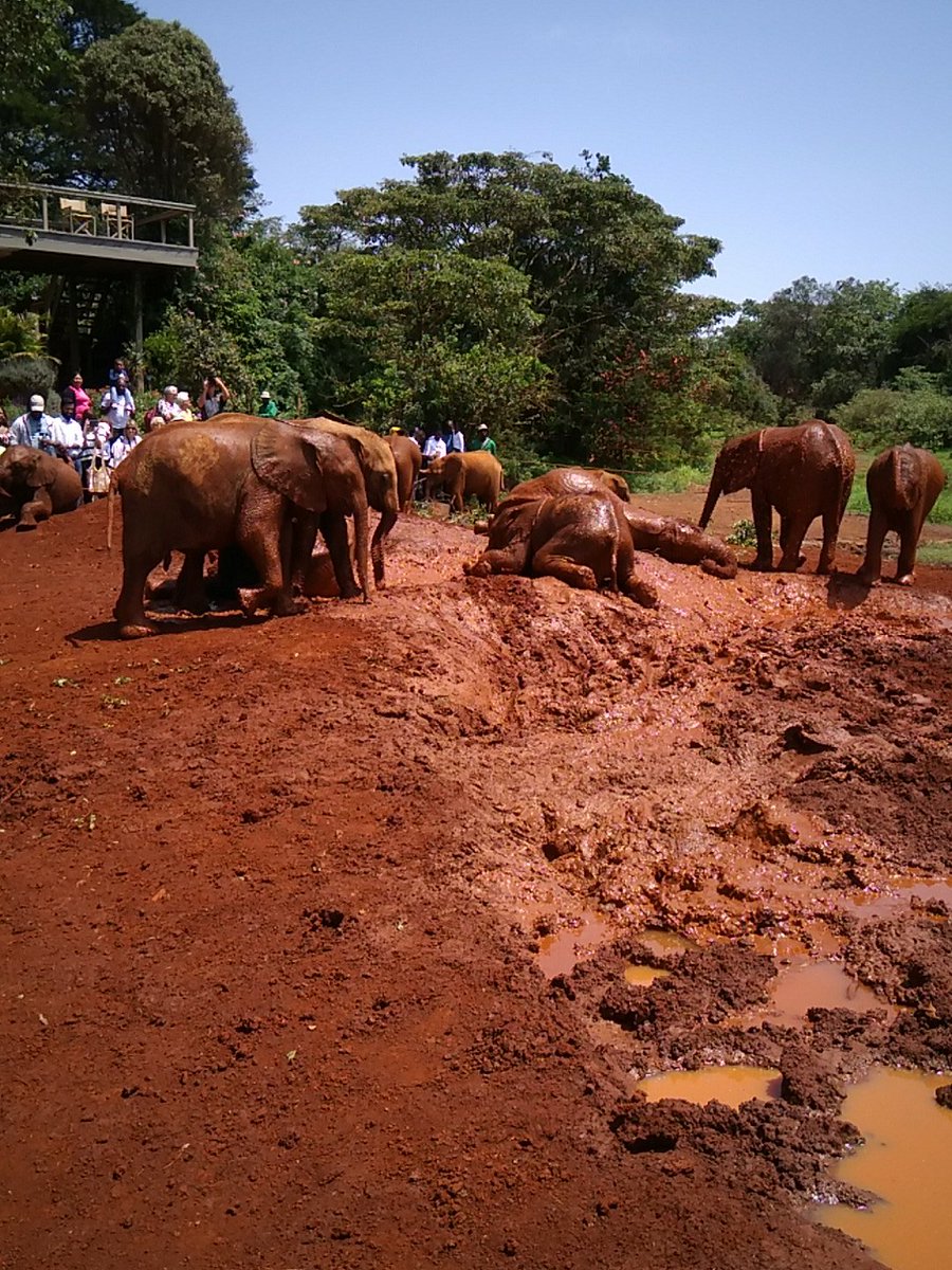 MuthuriKinyamu's tweet photo. Visiting time @DSWT is strictly from 11-12 noon. Majority of the orphans are due to human related issues but the baby elephants here have a better chance of survival. So happy to see these adorable young ones play in mud! #NairobaeIGTour #TweetForElephants https://t.co/0FRR763sBY