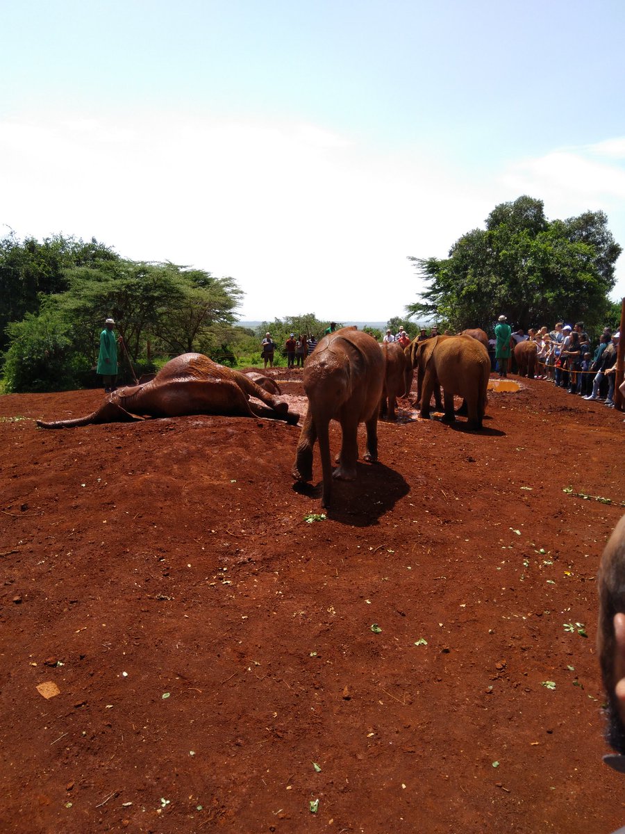 MuthuriKinyamu's tweet photo. Visiting time @DSWT is strictly from 11-12 noon. Majority of the orphans are due to human related issues but the baby elephants here have a better chance of survival. So happy to see these adorable young ones play in mud! #NairobaeIGTour #TweetForElephants https://t.co/0FRR763sBY