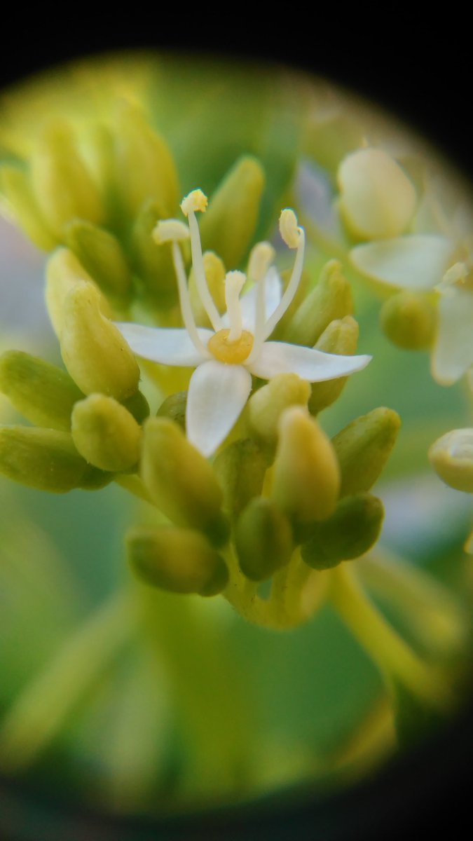 ぴろた على تويتر バラの蕾がゾウムシに食べられてた I ロ ノ 蜜蜂は全然見ないのに 害虫は沢山やって来ます 無農薬で育ててるので これからは毎日が闘いです お花はサンゴミズキです バラゾウムシ サンゴミズキ