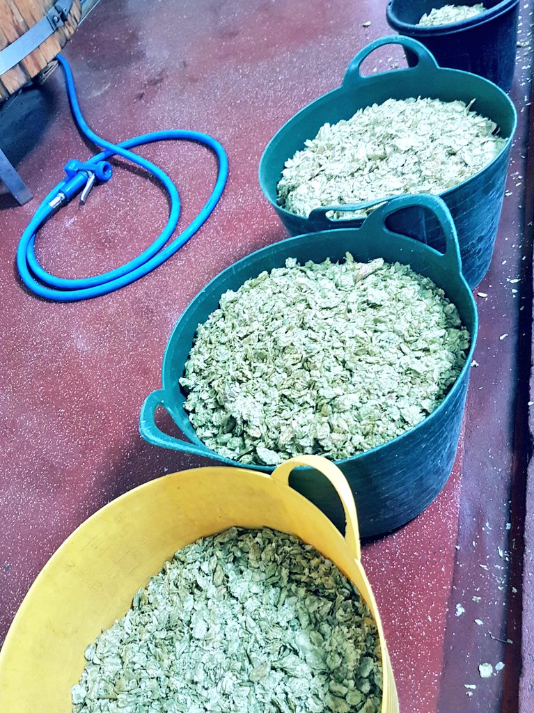 exit33brewing's tweet photo. Our fresh vegan friendly Ginger Daze is tasting lush whilst chilling in the fermenter.
Today though is all about centennial, cascade, simcoe &amp; amarillo 👍#hopmonster https://t.co/RwhypmdXK5