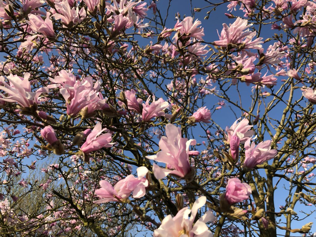 pheonixrose2's tweet photo. Such a beautiful day to be alive #vegan #veganskincareandmakeup #veganbabyskincare #WorkFromHomemum #teamtallulahrose #superwomanpreneur https://t.co/uhFP0XVey2