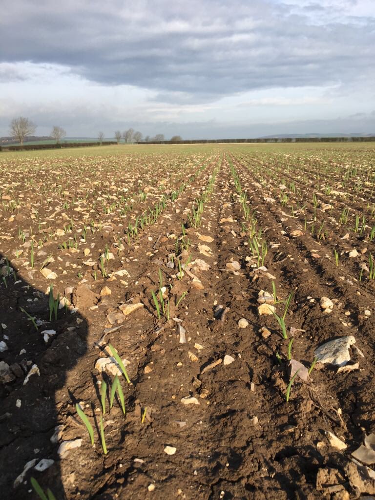 Spring barley drilled 19.03.18 just starting to green up #laureate @SyngentaCropsUK @OpenfieldTM #maltingbarley