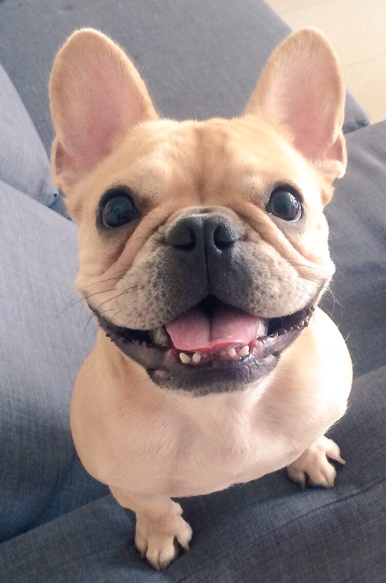 _differentdog's tweet image. Dog of the week this week is Winston!! He loves his Different Dog food, he always leaves his bowl sparkling clean! 🐾 #Dogoftheweek #Differentdog