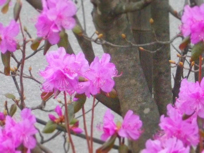 吉野ツツジ 吉野ツツジ