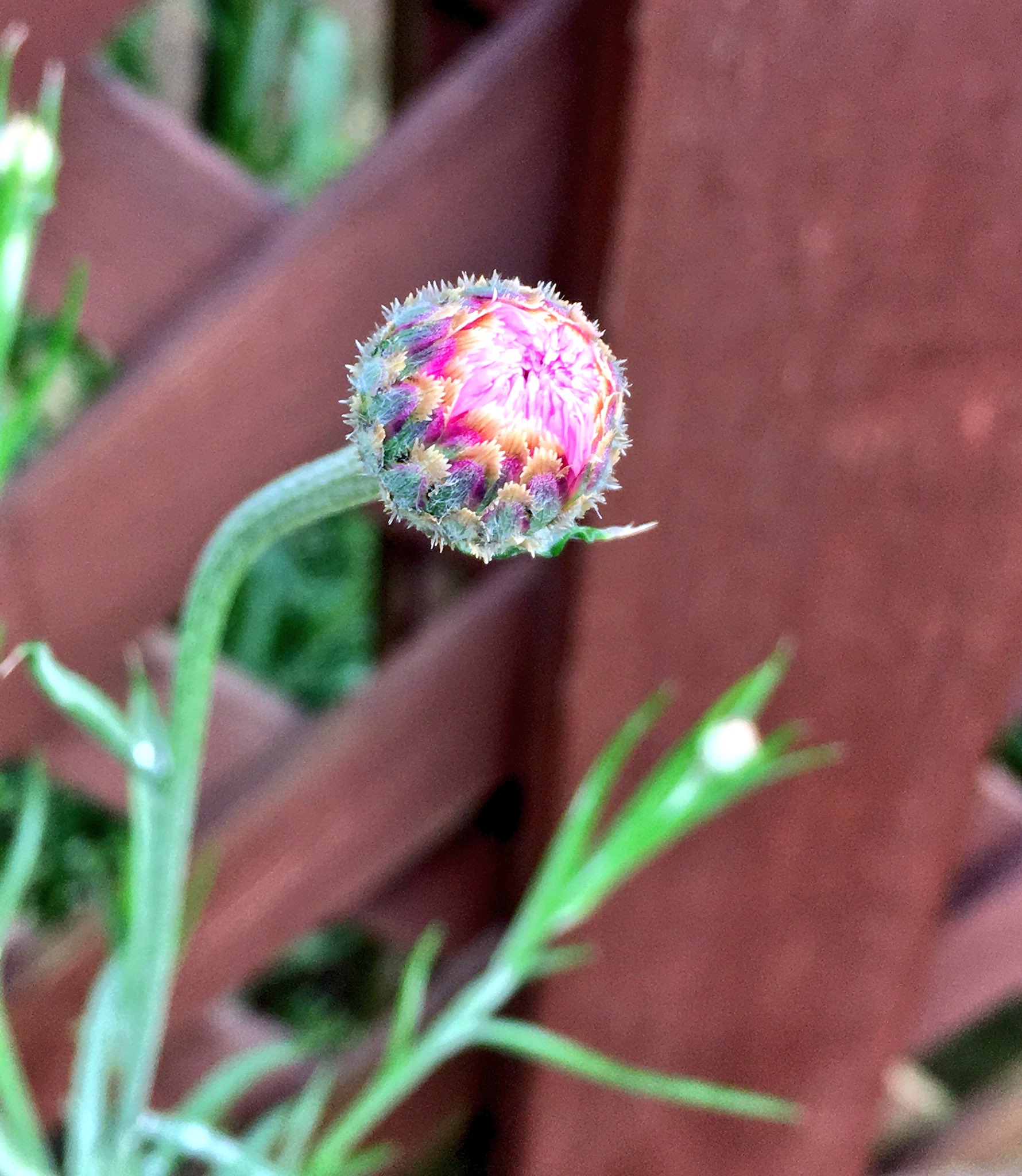 ネメシア 花が咲かない