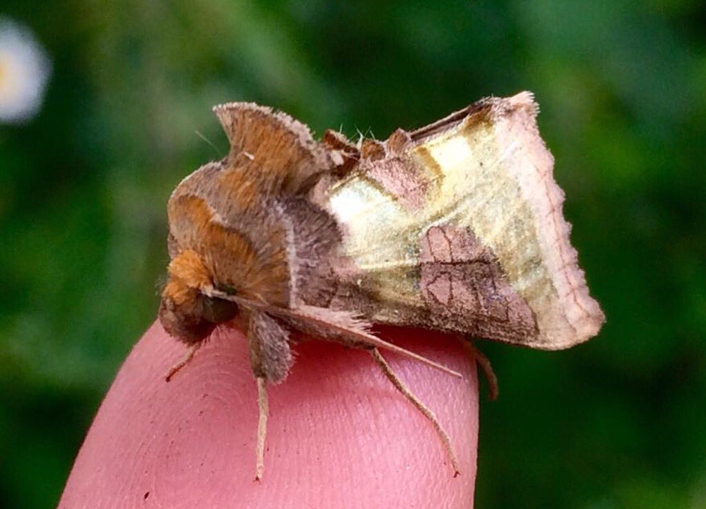ClandonWood's tweet photo. During this months Tea, Cake and Company on the 29th April our Groundsman Matt will be holding a Wildlife Talk at 12 noon about the moths that reside here.
#clandonwood #wildlife #wildlifetalks #moth #moths #nature #naturereserve #surrey #guildford https://t.co/KEJPisQF3j