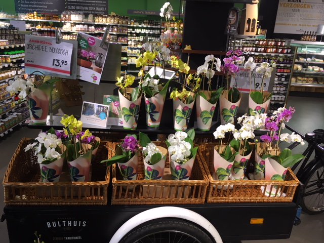 GreenBalanZ's tweet photo. Onze Pure bio. Phalaenopsis zijn te koop bij @ekoplaza in Alkmaar! #bio #organic #skal #bioorchidee #greenbalanz #organicorchid https://t.co/8KEAifwZ8N