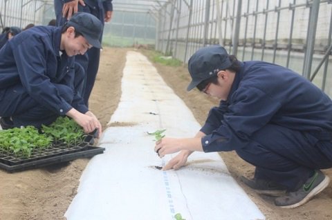 _Yoshidajima_'s tweet image. 3年次「園芸実習Ｃ」野菜の実習で、カボチャとフルーツパプリカの定植を行いました。夏の収穫が楽しみです。