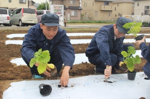 _Yoshidajima_'s tweet image. 3年次「園芸実習Ｃ」野菜の実習で、カボチャとフルーツパプリカの定植を行いました。夏の収穫が楽しみです。