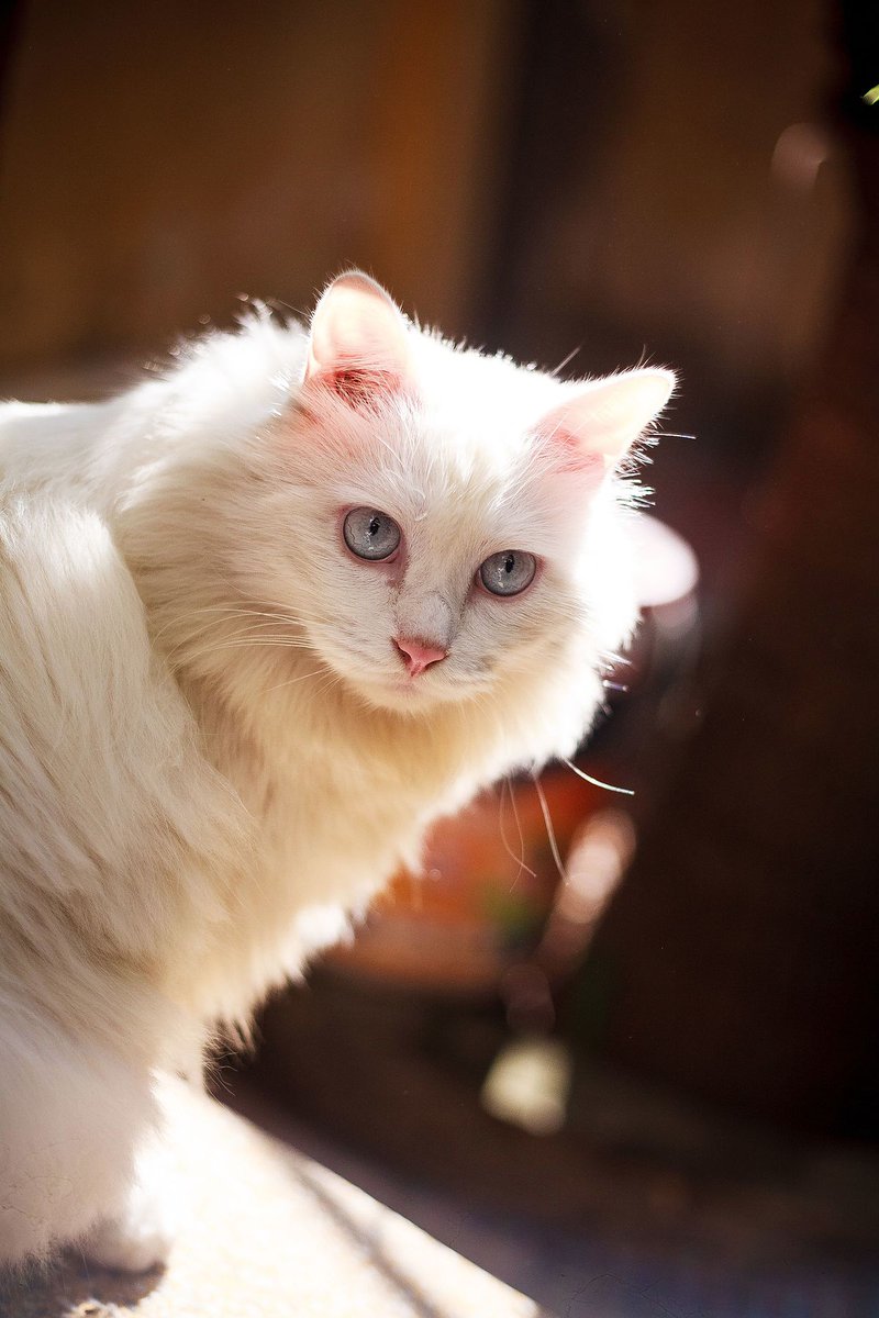 CoolCatLovers's tweet photo. Who likes it ?

#kittens #pet #cats https://t.co/xQ9ClW9LtU https://t.co/Yr6Tqldk0n