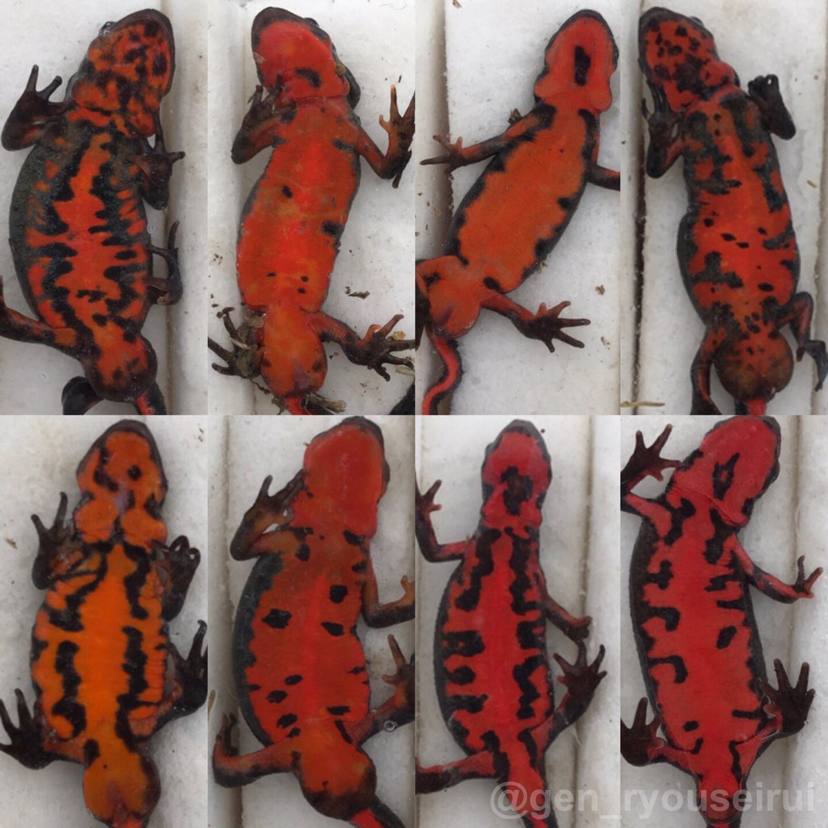 げんき 三重県産アカハライモリの腹面変異 なぜかメスの方が色が濃かった 模様は特に特徴はない アカハライモリの腹面模様 げんき 三重県産アカハライモリの腹面変異 なぜかメスの方が色が濃かった 模様は特に特徴はない アカハライモリの腹面模様