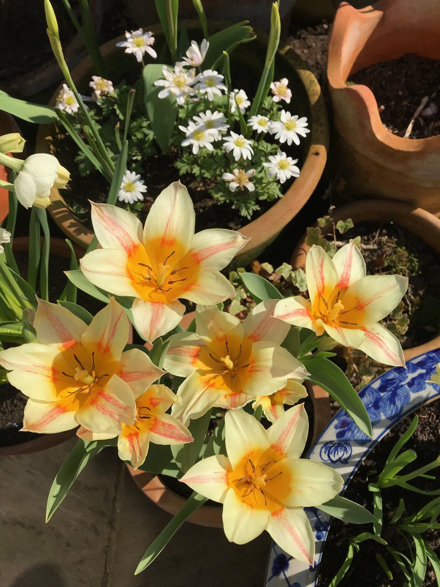 TheEricaJames's tweet photo. Aha, you pesky grey squirrels, you didn't get all of my tulip bulbs! #squirrelwar https://t.co/ls7KoiqZqa