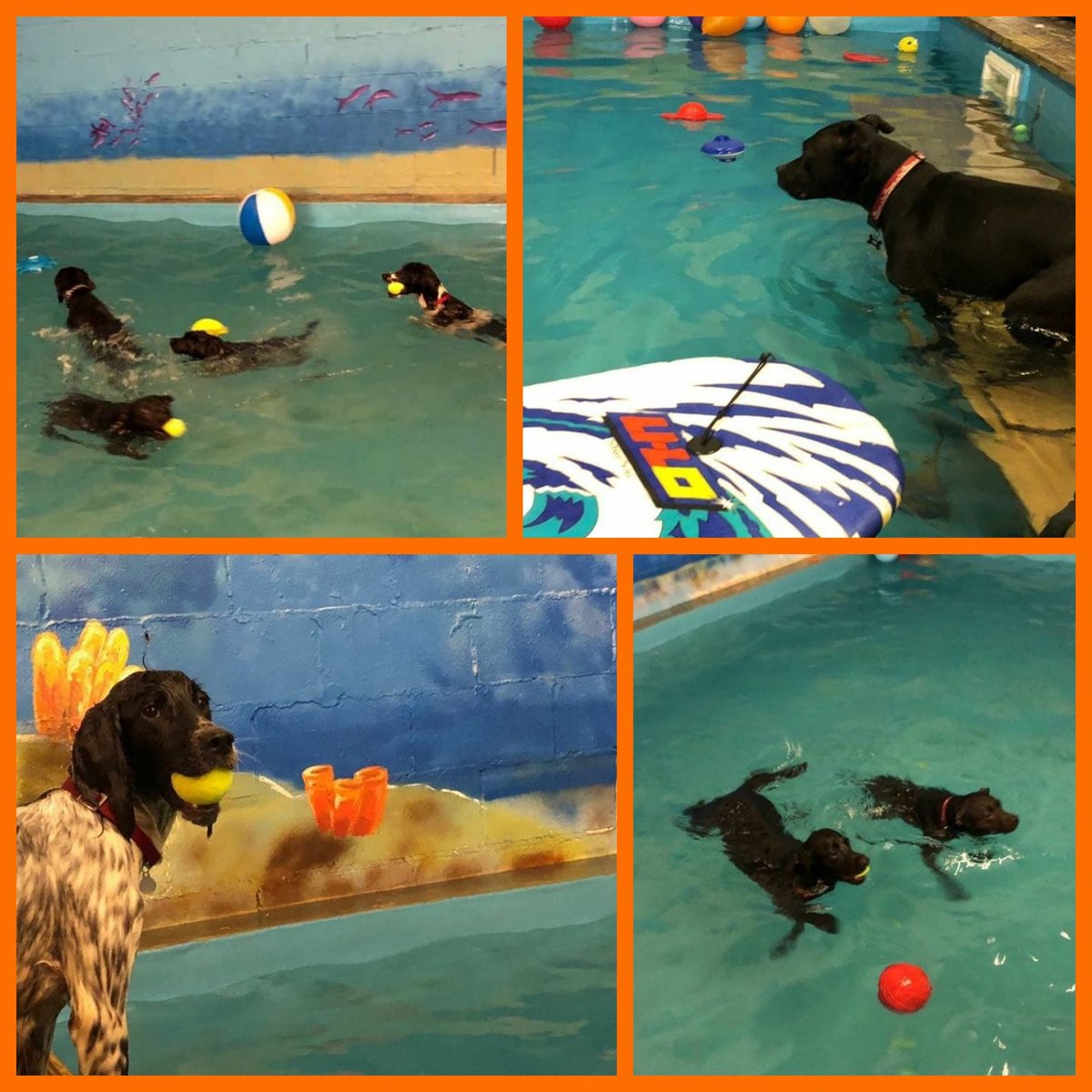 Daycare 4 Dogs tweet media