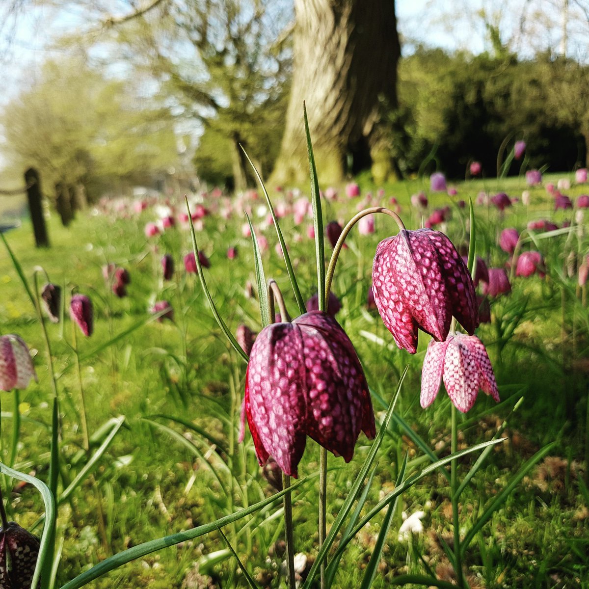 Those pesky rabbits have allowed the @PolesdenLaceyNT Snakeshead Fritillaries to flower this year! There are carpets of them right now on the Walnut Lawn. #floralfusion