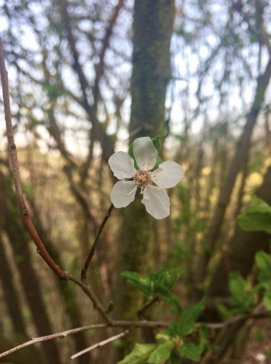 ErdeSein's tweet photo. #Erdfest des Tages: Blütenblätter.
Leben ist Licht.

pic: @_Boethos @matthesundseitz #naturelovers https://t.co/LmeNiOybl9