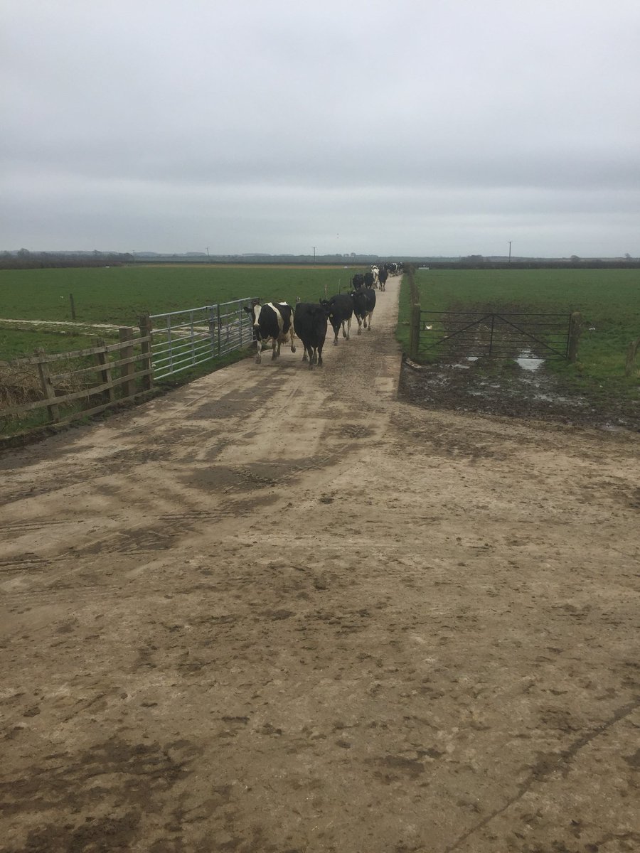 Locomotion scoring grazing cows yesterday! #healthycows #dairy <a href="/ARN_Home/">Advanced Ruminant Nutrition</a>